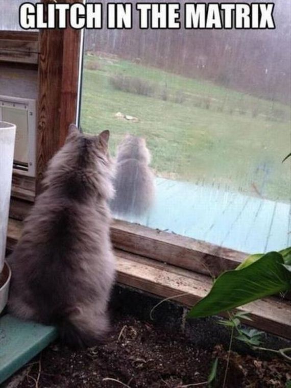 funny-pictures-478
