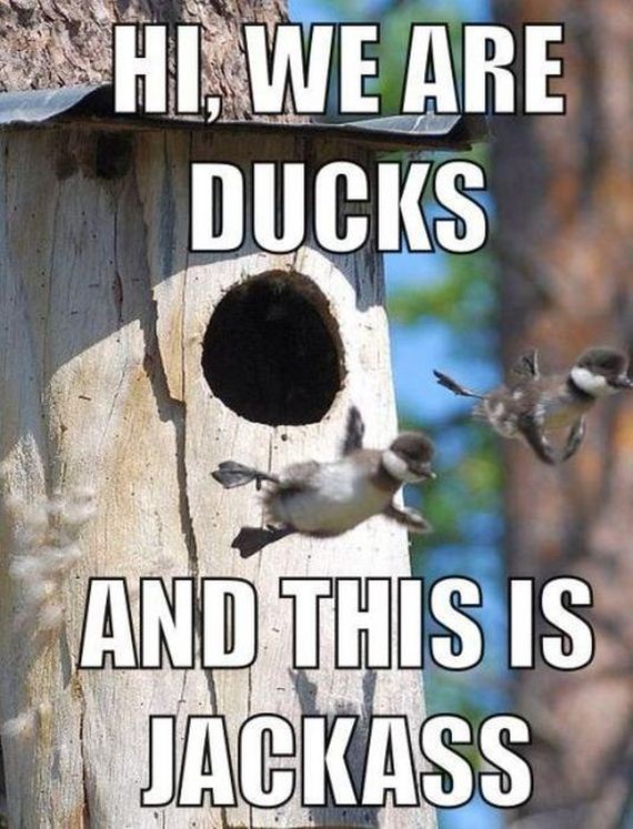funny-pictures-478