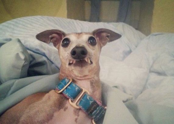 funny-pictures-479