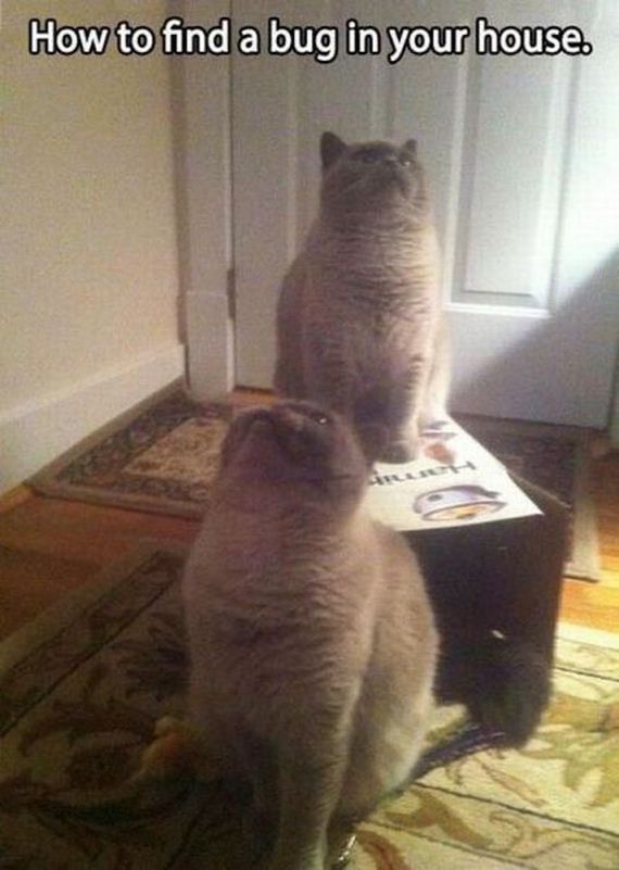 funny-pictures-479