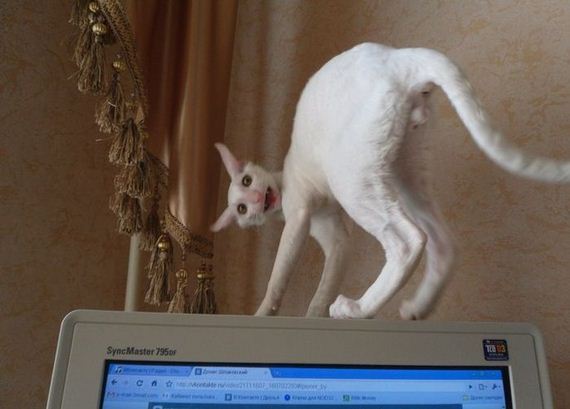 funny-pictures-479