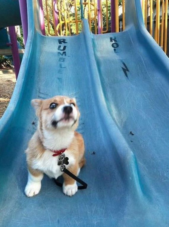 funny-pictures-480