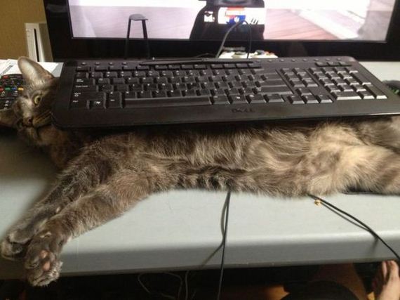 funny-pictures-480