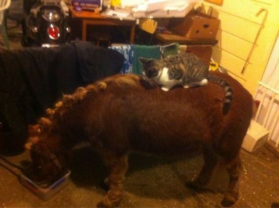 funny-pictures-480