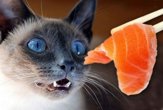 funny-pictures-480