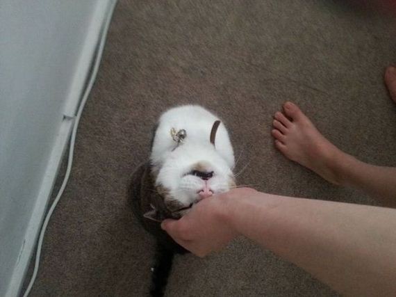 funny-pictures-480