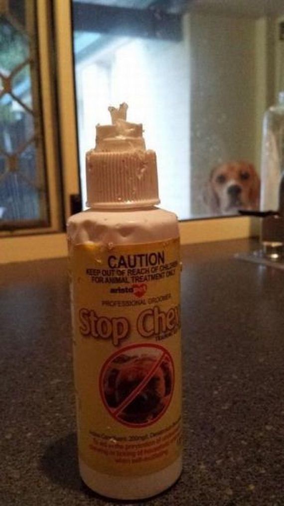 funny-pictures-481