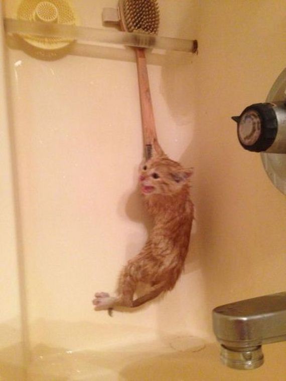 funny-pictures-481