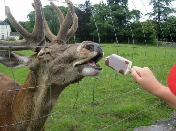 funny-pictures-481