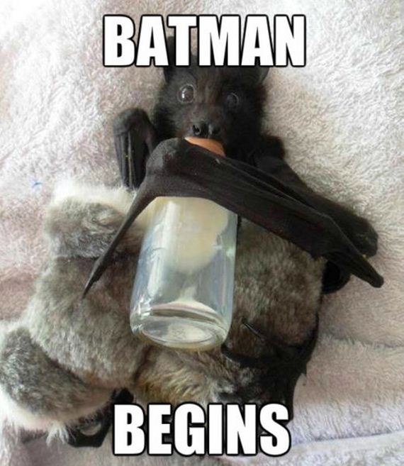 funny-pictures-481