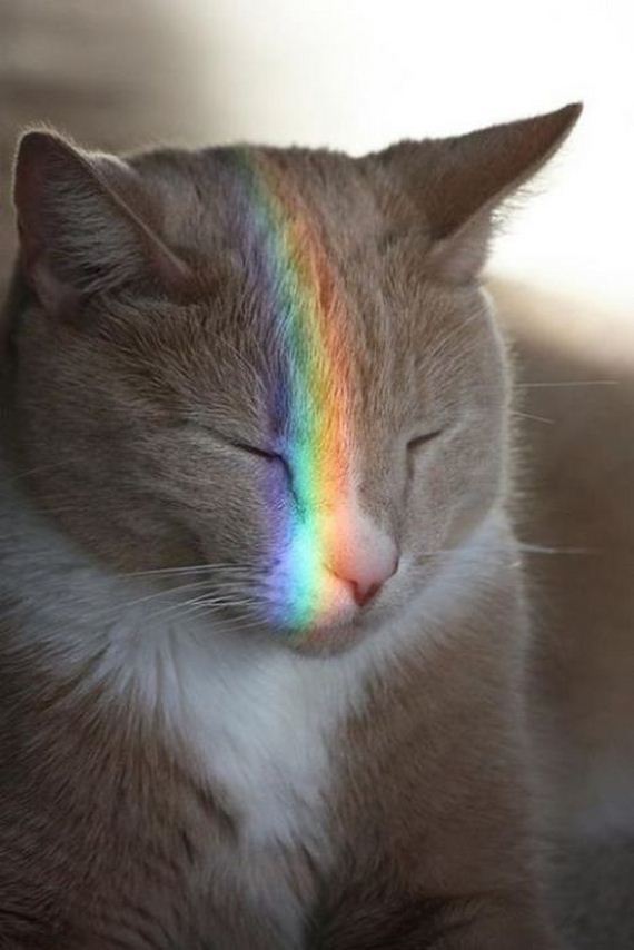 funny-pictures-482