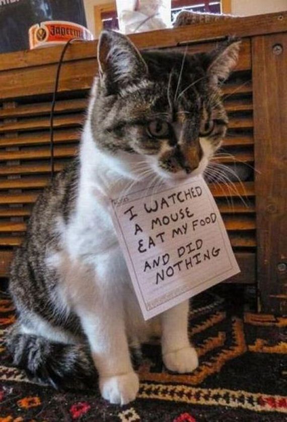 funny-pictures-484