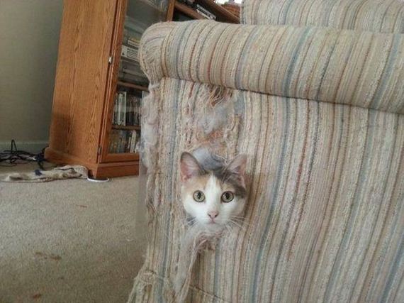 funny-pictures-484