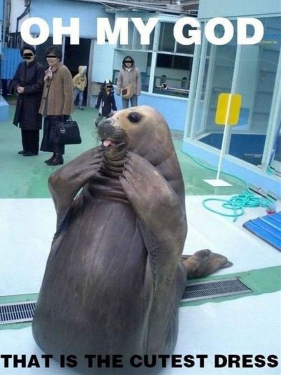 funny-pictures-484