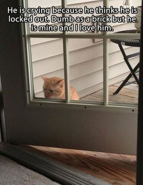 funny-pictures-485