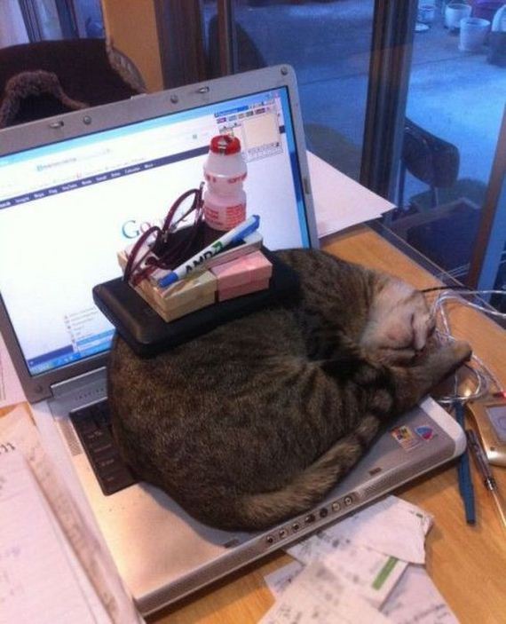 funny-pictures-485