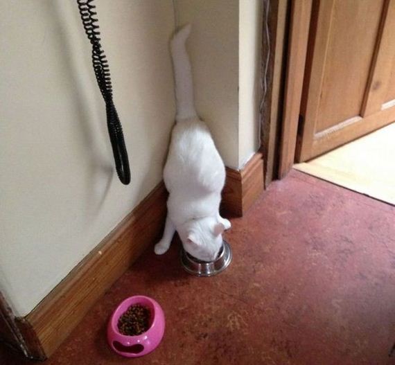 funny-pictures-485
