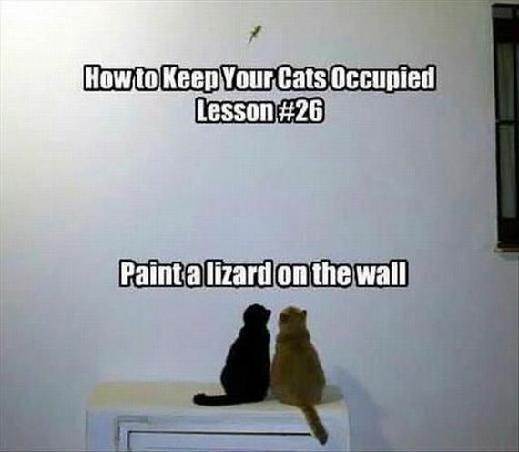 funny-pictures-485