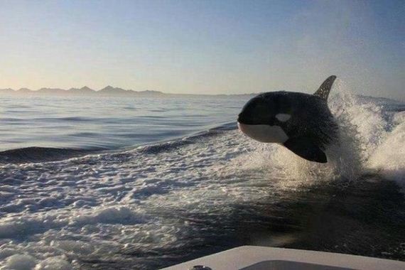 funny-pictures-486