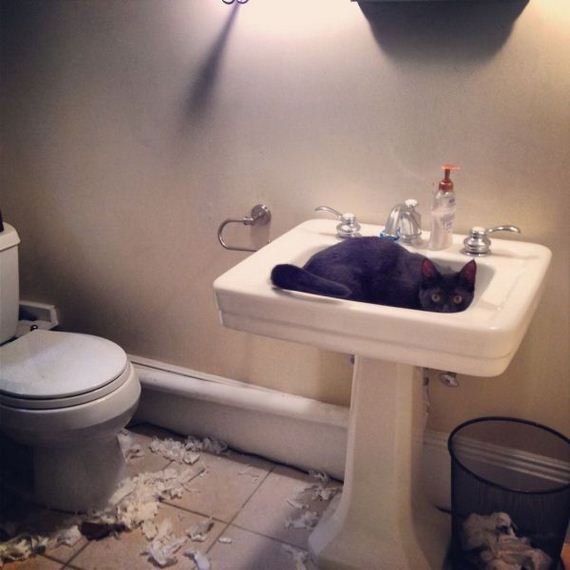 funny-pictures-487