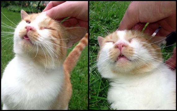 funny-pictures-487