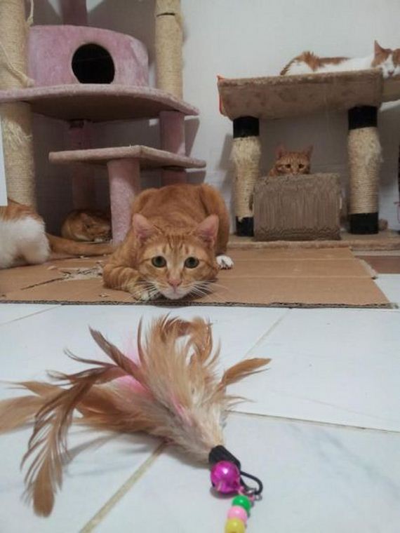 funny-pictures-488
