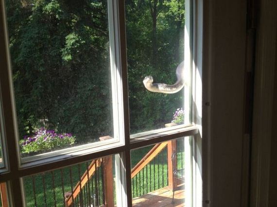 funny-pictures-488