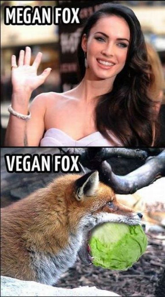 funny-pictures-488