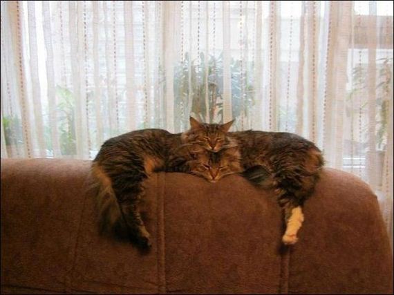 funny-pictures-488