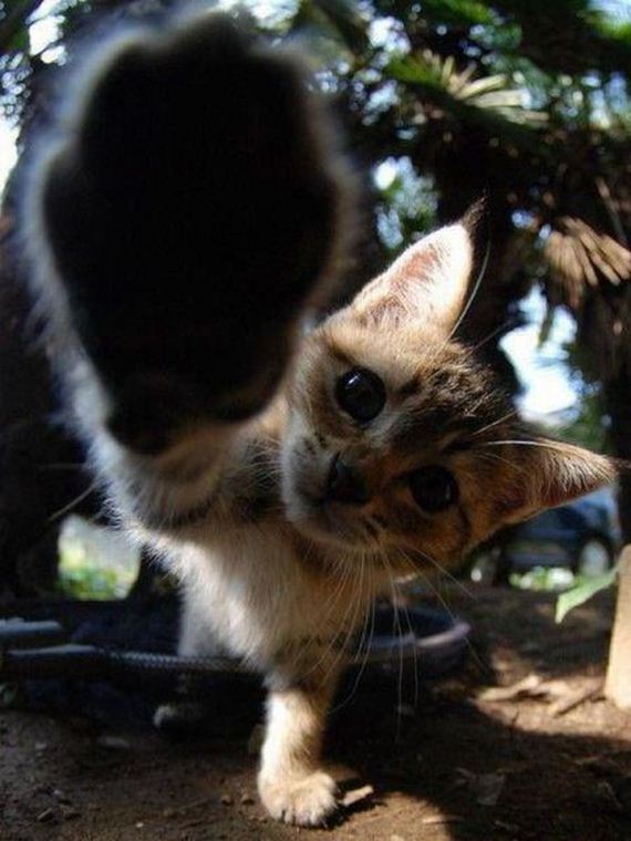 funny-pictures-489