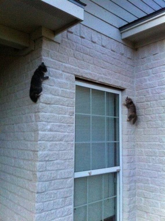 funny-pictures-489