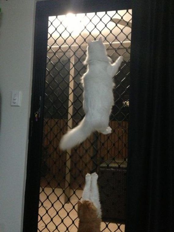 funny-pictures-489