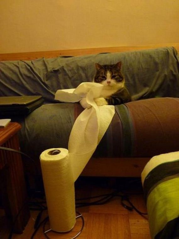 funny-pictures-489