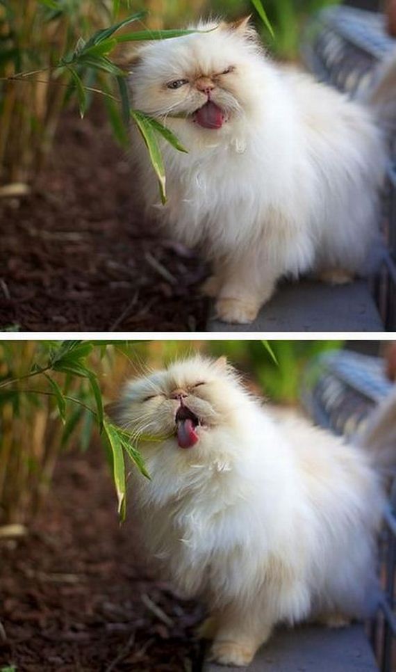 funny-pictures-489