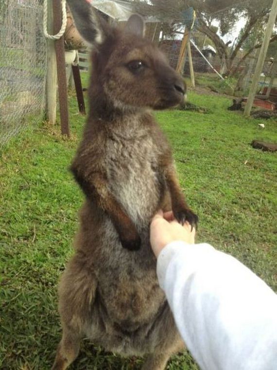 funny-pictures-490