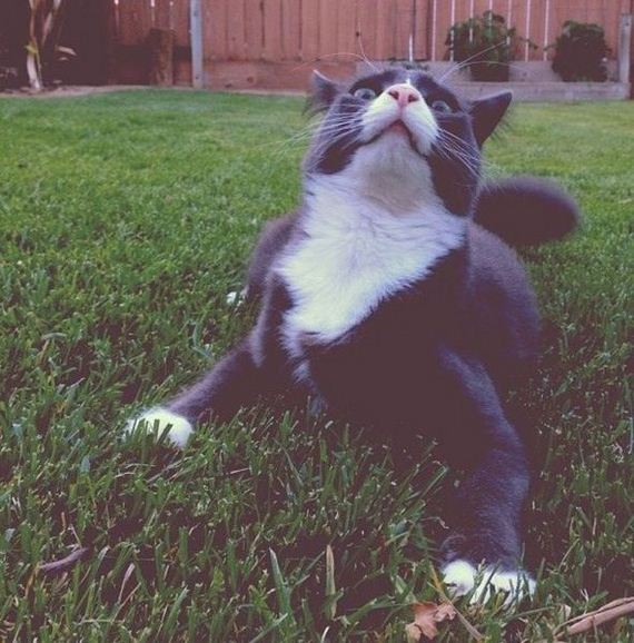 funny-pictures-490