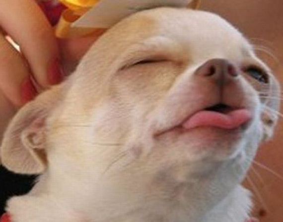 funny-pictures-490