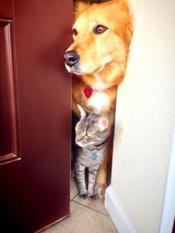 funny-pictures-490