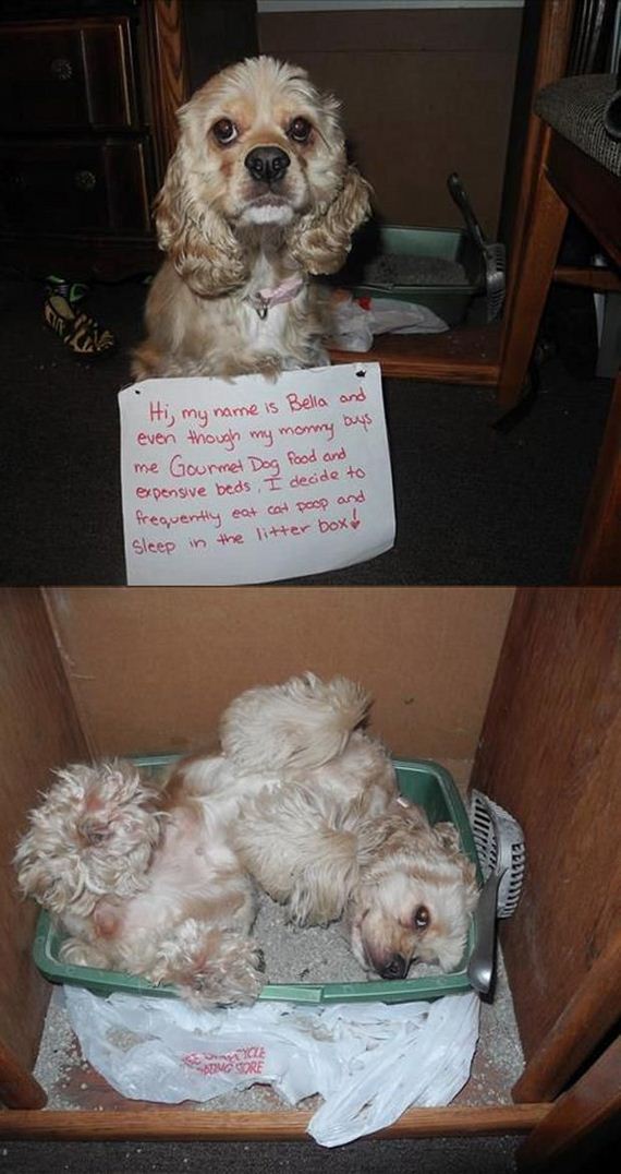 funny-pictures-490