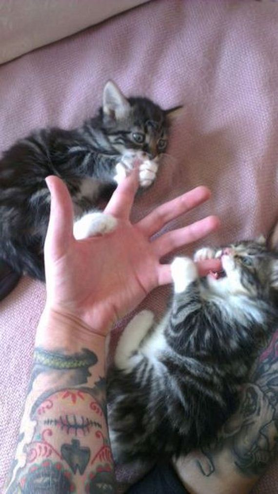 funny-pictures-492