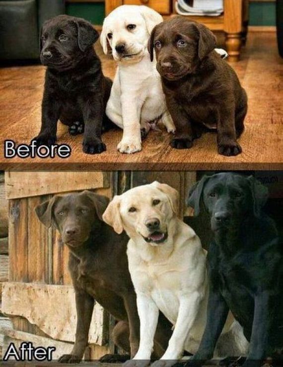 funny-pictures-492
