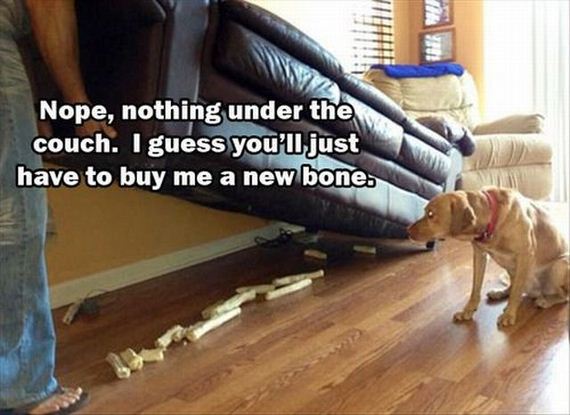 funny-pictures-492