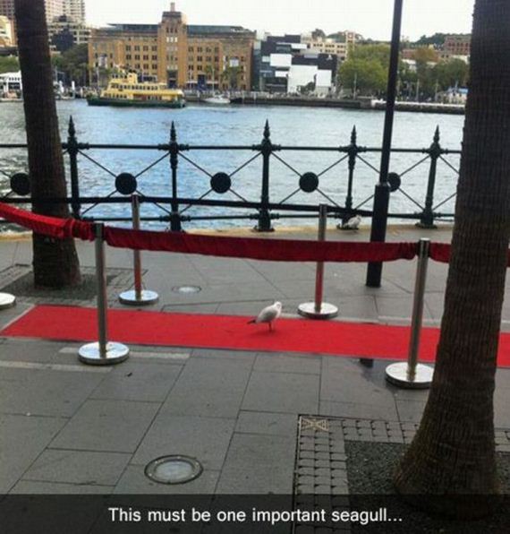 funny-pictures-492