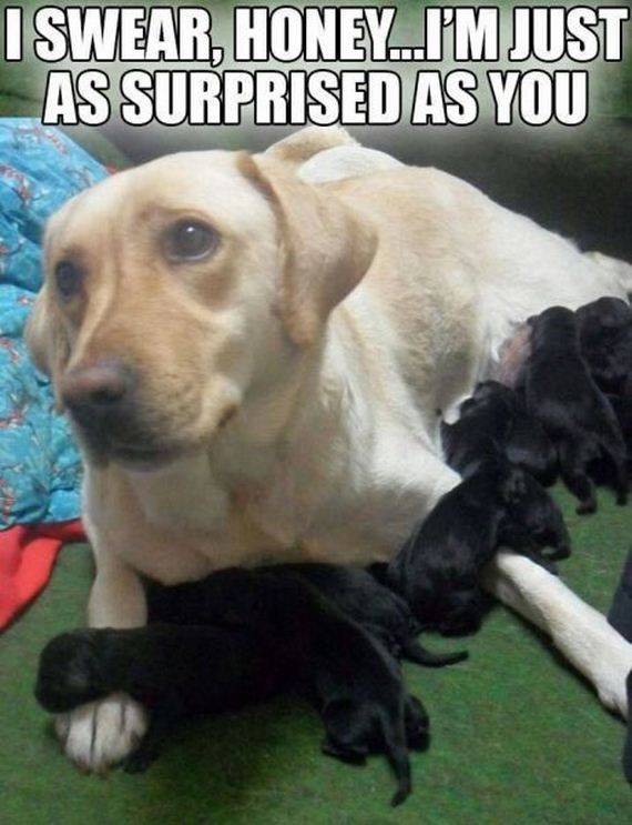 funny-pictures-492