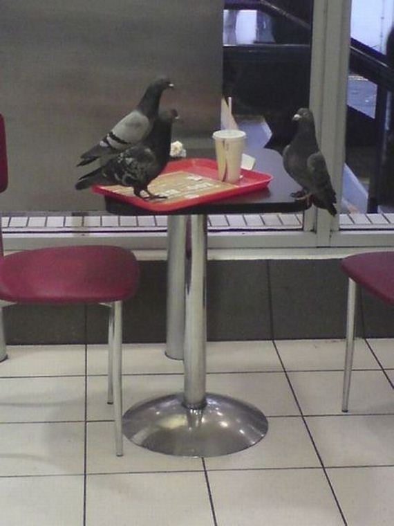 funny-pictures-493