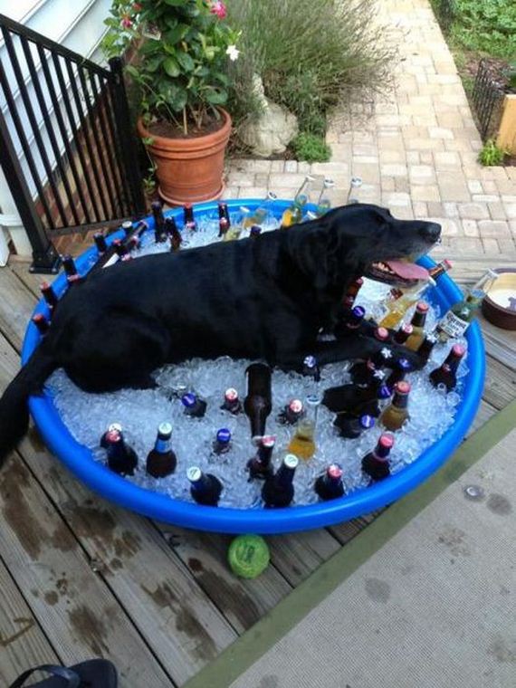 funny-pictures-493