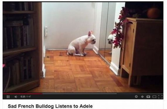 funny-pictures-493
