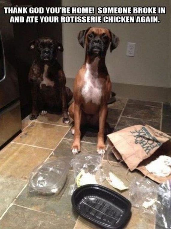 funny-pictures-493