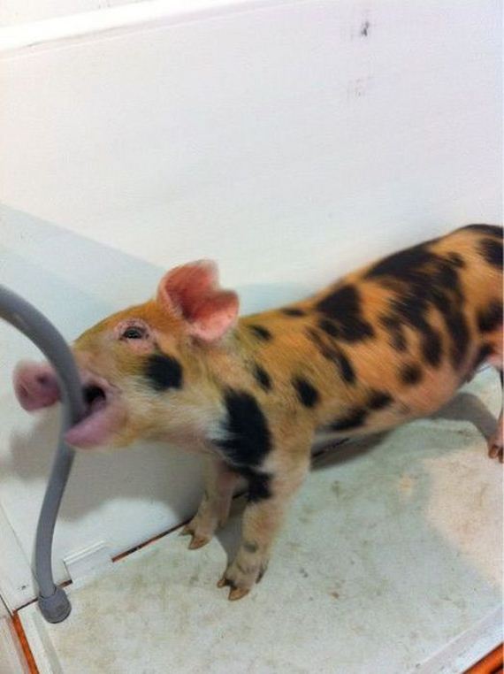 funny-pictures-493