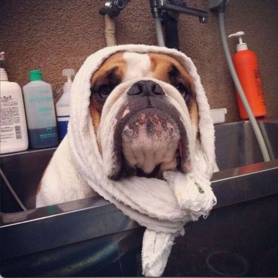 funny-pictures-494